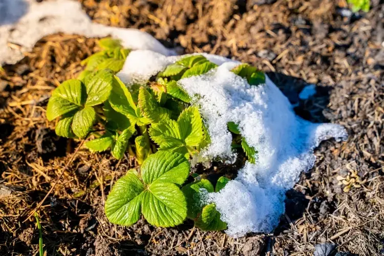 erdbeeren pflegen im märz schritt für schritt beet und pflanzen vorbereiten