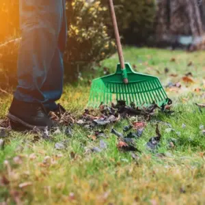 frühjahrspflege für den rasen ab wann und in welcher reihenfolge