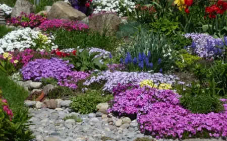 funkie für schattige plätze im garten