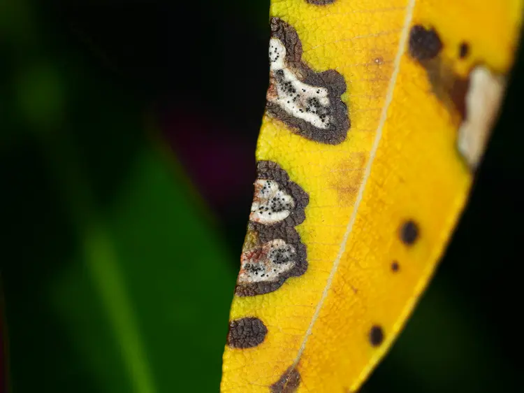 gelbe blätter mit dunklen flecken kann ein pilz oder wasser und nährstoffmangel sein
