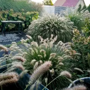 gräser für den kübelgarten lampenputzergräser (pennisetum)