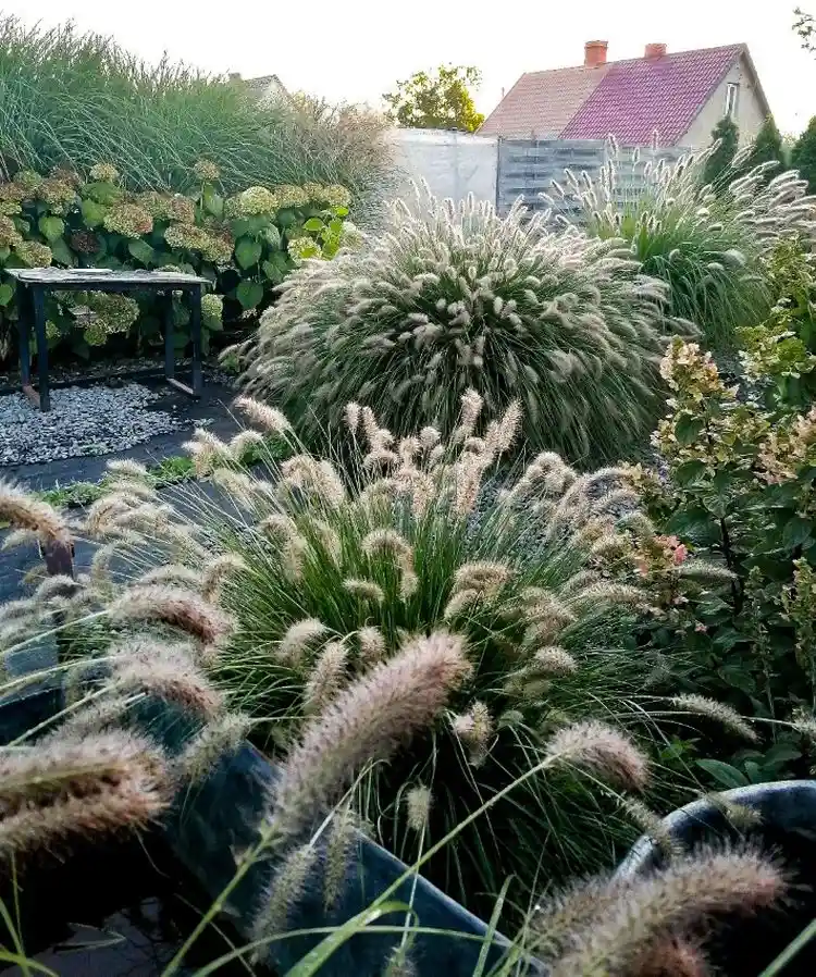 gräser für den kübelgarten lampenputzergräser (pennisetum)