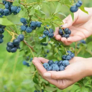 heidelbeeren pflanzen wann und wie sie sie für eine reiche ernte richtig anbauen sollten!