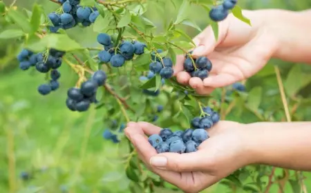 heidelbeeren pflanzen wann und wie sie sie für eine reiche ernte richtig anbauen sollten!