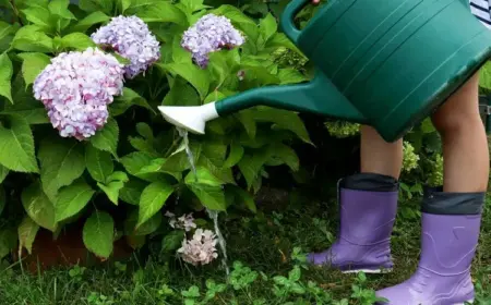 hortensien düngen mit hausmitteln gemüsewasser