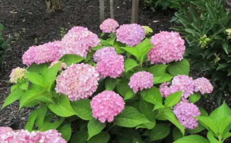 hortensien für den garten kaufen und pflanzen