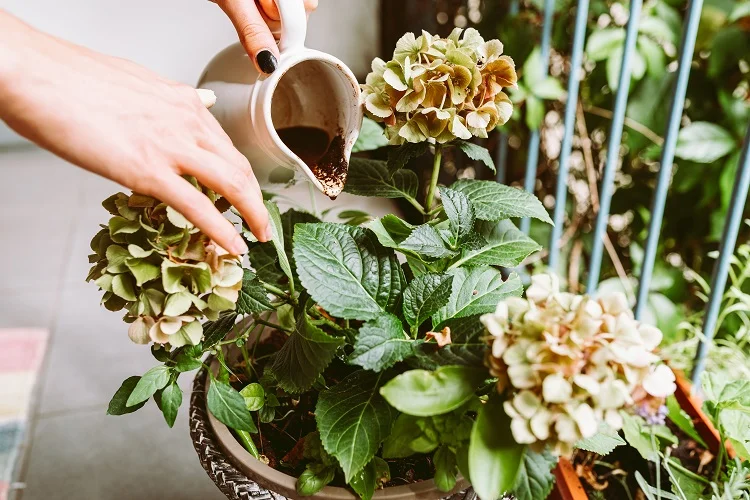 hortensien mit kaffeesatz düngen wie macht man es richtig