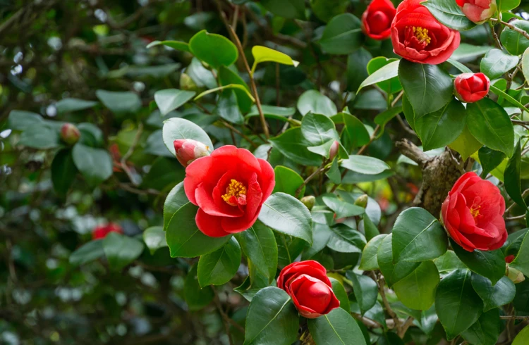 kamelien im garten mögen kaffeesatz als dünger