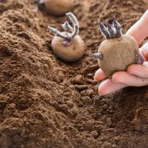 kartoffeln richtig pflanzen hilfreiche tipps für eine reiche ernte im gemüsegarten