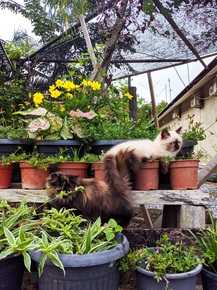 katzen zerstören gartenpflanzen und topfpflanzen