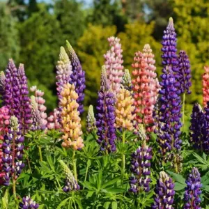 lupinen (lupinus)