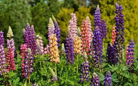 lupinen (lupinus)