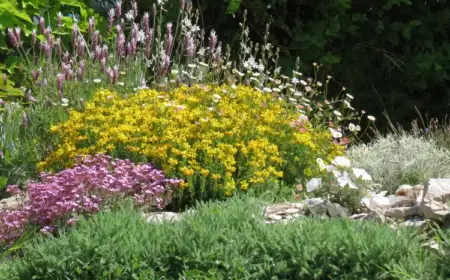 mediterrane pflanzen für viel sonne wilde, bunte gartenbeere gestalten