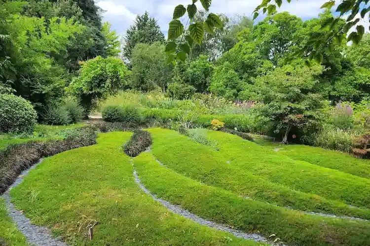 moosartige bodendecker für den eigenen garten