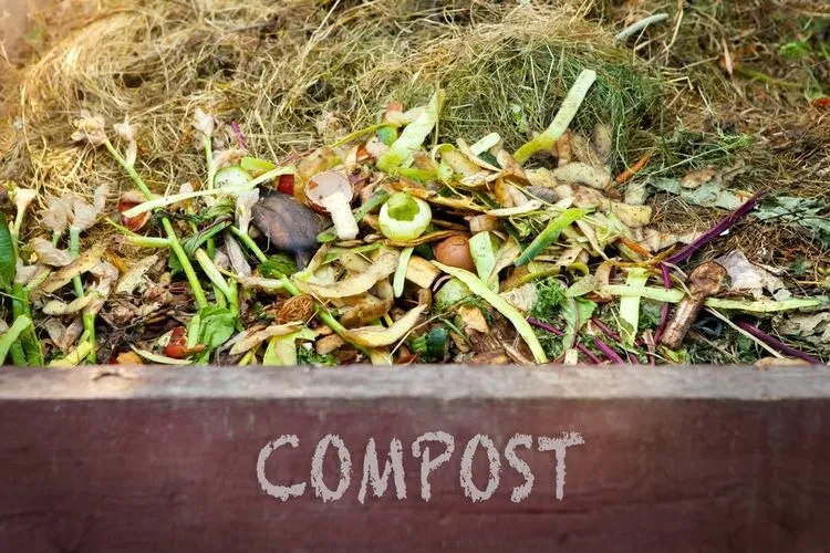 natürlicher kompostverbesserer