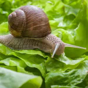 nutzpflanzen die schnecken nicht mögen