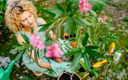 oleander düngen wann wie oft womit