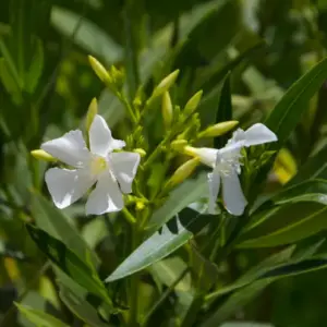 oleander schneiden nach dem Überwintern für üppigen wuchs und blütenpracht