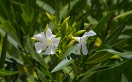 oleander schneiden nach dem Überwintern für üppigen wuchs und blütenpracht