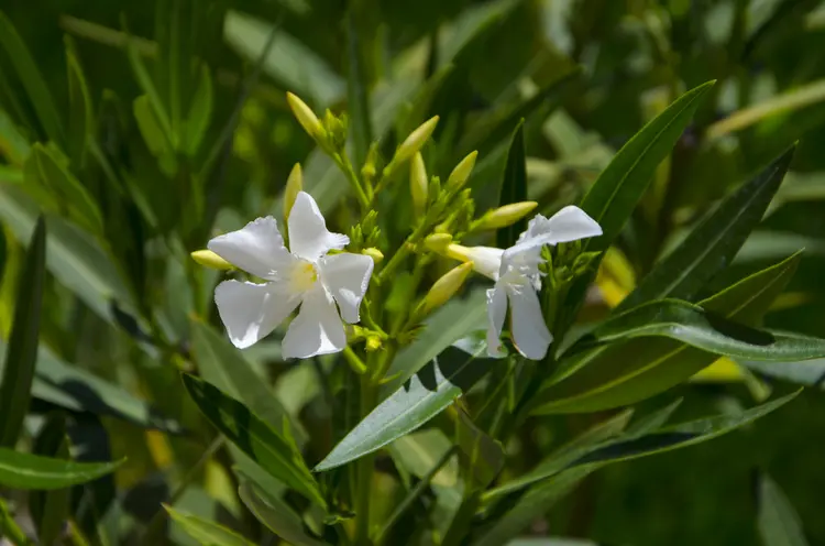 oleander schneiden nach dem Überwintern für üppigen wuchs und blütenpracht
