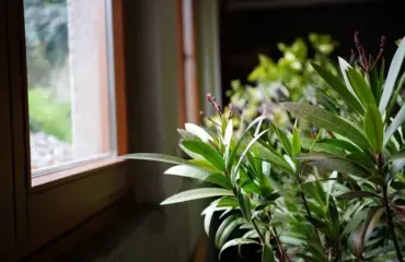 oleanderstrauch richtig pflegen bei einer krankheit nach dem winter