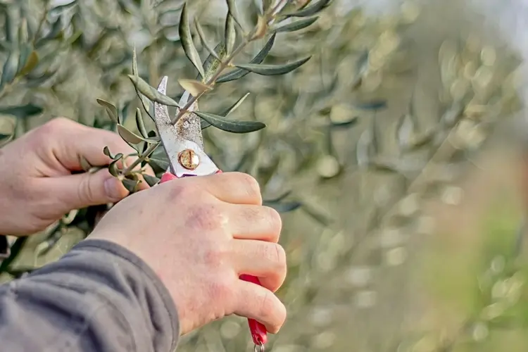 olivenbaum richtig schneiden es ist falsch, zu sparsam zu kürzen