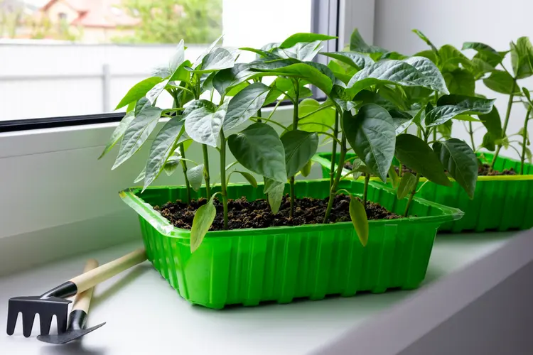 pflanzen vorziehen im märz chili und paprika kann man auch schon früher aussäen