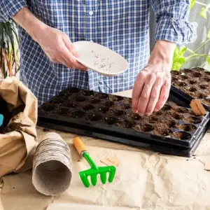 pflanzen vorziehen im märz welches gemüse, kräuter und blumen