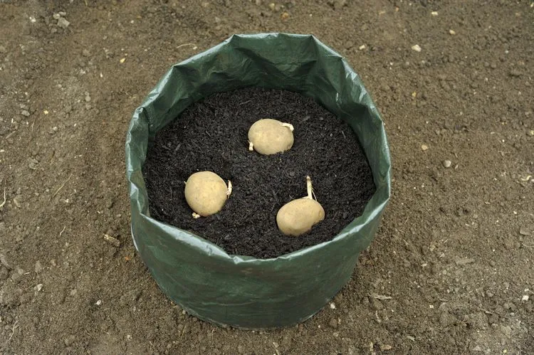 pflanzkartoffeln in den sack legen