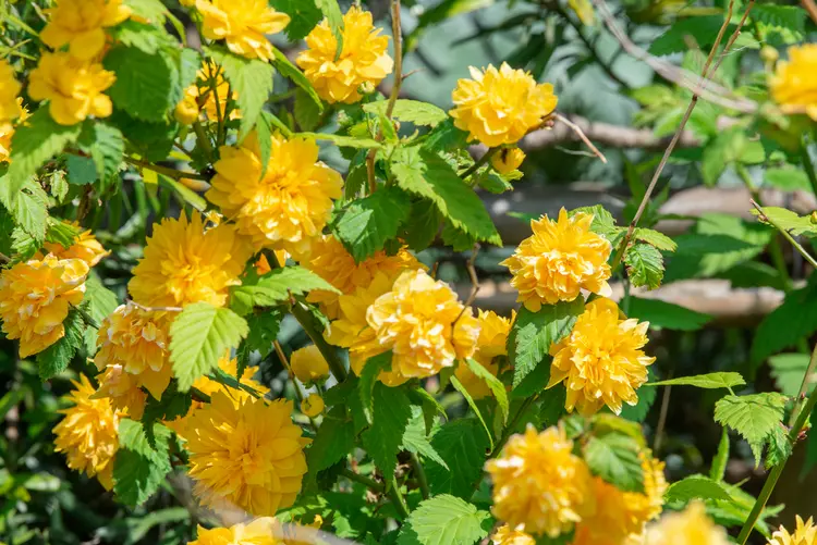 ranunkelstrauch (kerria japonica) blüht gelb und gedeiht in der sonne