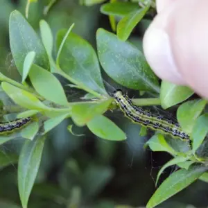 schädlinge bei buchsbaum buchsbaumzünsler (cydalima perspectalis)