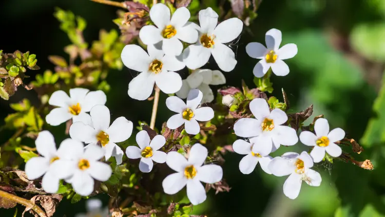 schneeflockenblume (sutera cordata) als lückenfüller oder hängepflanze in den unteren ebenen