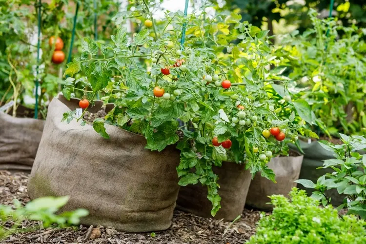 tipps für den anbau von tomatenpflanzen auf dem balkon