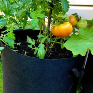tomaten im pflanzsack anbauen so wird's einfach gemacht