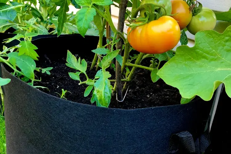 tomaten im pflanzsack anbauen so wird's einfach gemacht