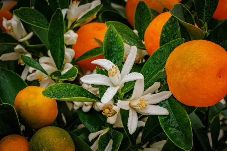 topfpflanzen aus dem mittelmeerraum wie orangen, zitronen oder oliven dürfen nicht fehlen