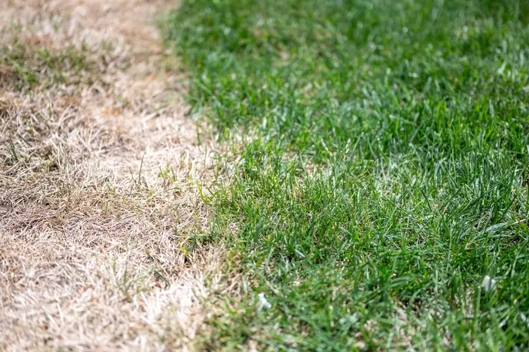 trockenes gras bei der rasenpflege durch rechen entfernen