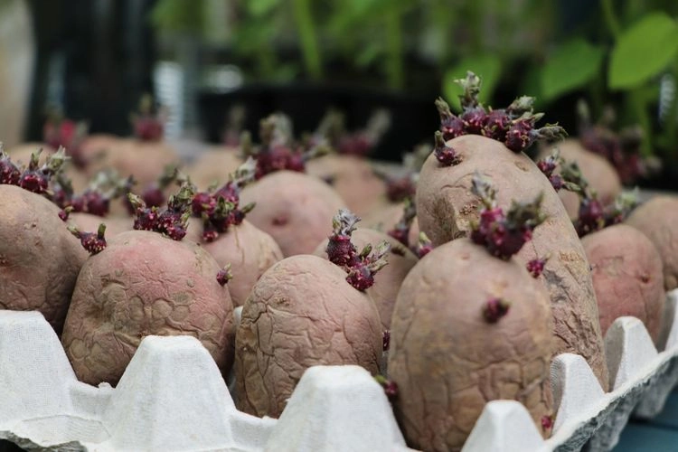 wann sollte man kartoffeln pflanzen die richtige pflanzzeit