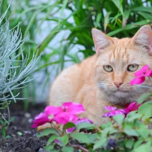 welche gerüche halten katzen von blumen fern