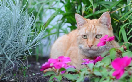 welche gerüche halten katzen von blumen fern