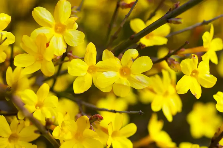 welche sträucher blühen im märz der wunderschöne winterjasmin (jasminum nudiflorum) in gelb
