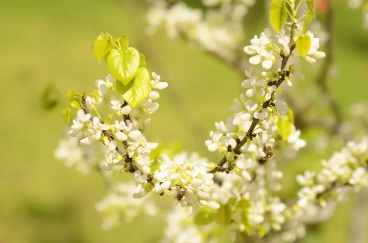 welche sträucher blühen im märz judasbaum (cercis siliquastrum) mit weißen oder pinken blüten