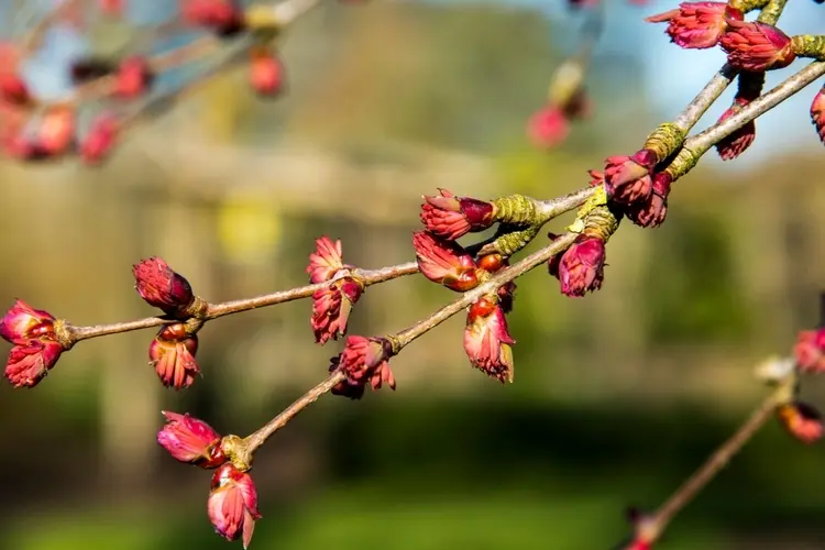 welche sträucher blühen im märz lebkuchenbaum (cercidiphyllum japonicum) mit duftenden blättern