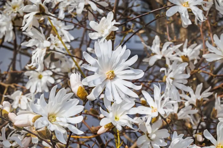 welche sträucher blühen im märz schöne, weiße blüten der stern magnolie (magnolia stellata)