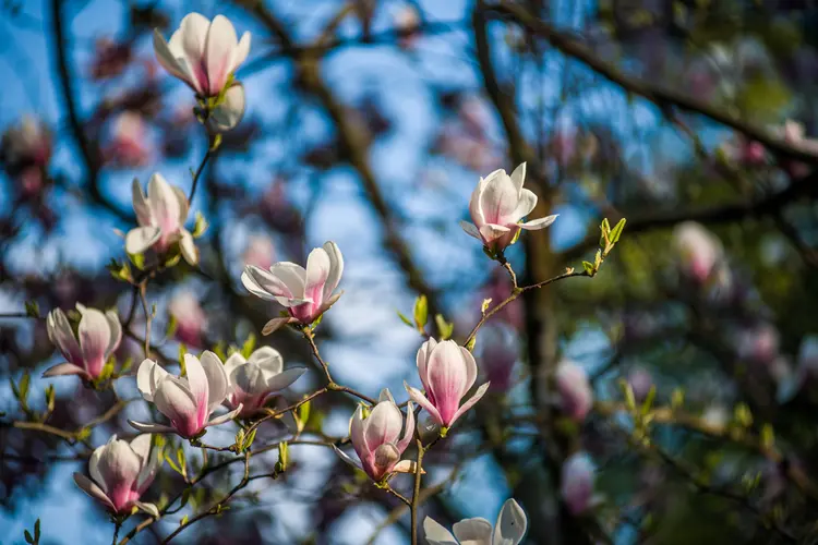 welche sträucher für schwere böden tulpen magnolie (magnolia soulangiana)
