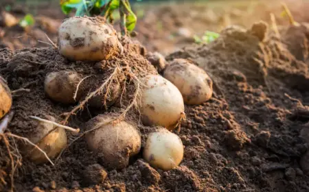 welcher dünger für kartoffeln verwenden