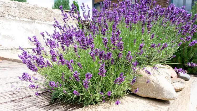 wer mediterrane pflanzen für viel sonne sucht, kommt um den lavendel nicht drumherum