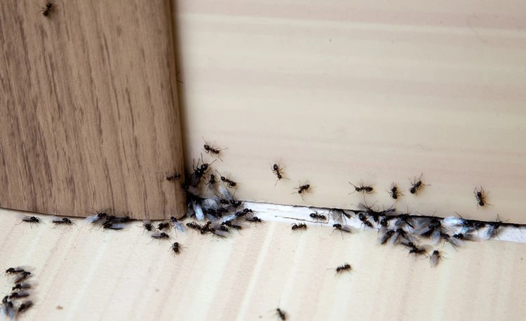 Ameisen-in-der-Wohnung-Welche-Hausmittel-helfen-gegen-die-Ameisenplage-im-Haus-oder-in-der-Wohnung-