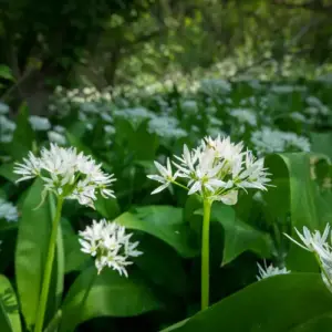 bärlauch oder maiglöckchen die blüten unterscheiden sich stark