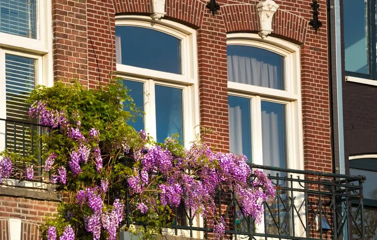 Balkongeländer mit der Wisteria bepflanzen und als Rankhilfe nutzen